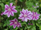 Clematite 'Docteur Ruppel', Clematis patens 'Docteur Ruppel'