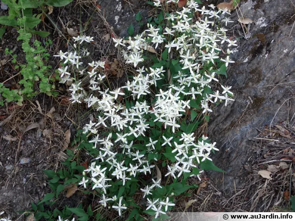 Clématite vigne-blanche, Clématite des haies, Herbe aux gueux, Clematis vitalba