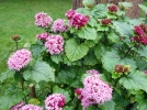 Clrodendron ftide, Clerodendron bungei