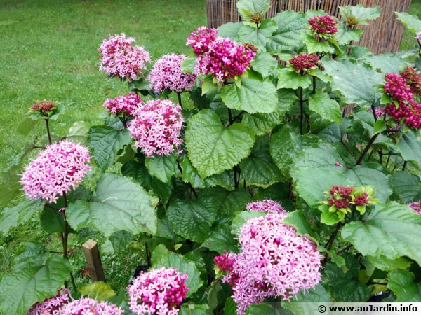 Clérodendron fétide, Clerodendron bungei