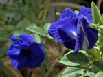 Pois papillon, Pois bleu, Clitorie de ternate, Clitoria ternatea Pois papillon, Pois bleu, Clitorie de ternate, Clitoria ternatea
