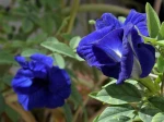 Pois papillon, Pois bleu, Clitorie de ternate, Clitoria ternatea