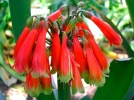 Clivie caulescente, Clivia caulescens
