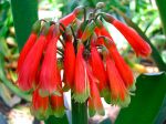 Clivie caulescente, Clivia caulescens Clivie caulescente, Clivia caulescens