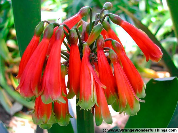 Clivie caulescente, Clivia caulescens
