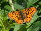 Grand collier argenté (Clossiana euphrosyne)