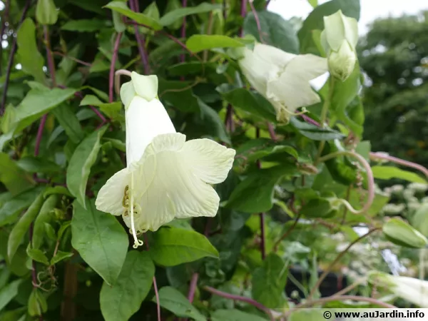 Cobea Plante