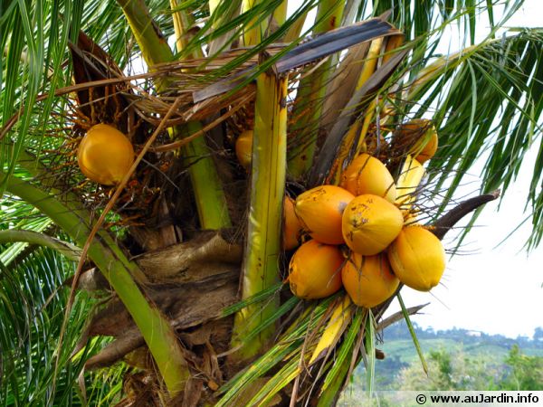 Cocos nucifera, le cocotier