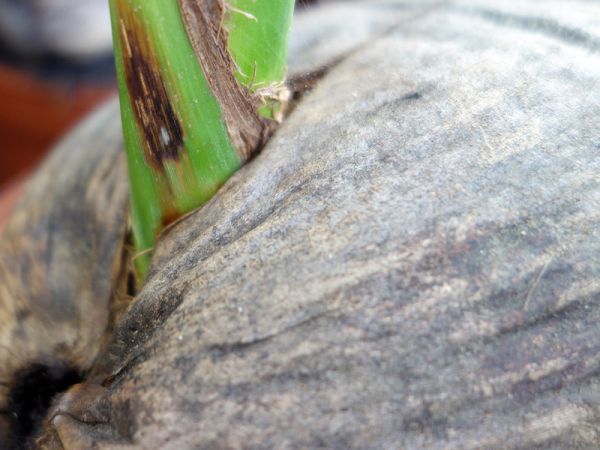 Une noix de coco germée à cultiver en serre sous nos latitudes