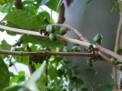 Caf�ier d�Arabie, Coffea arabica