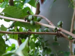 Culture d'un caf�ier d�Arabie (Coffea arabica) en int�rieur
