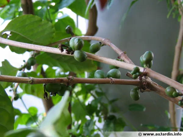 Coffea arabica