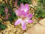 Colchique d’automne, Safran des prés, Crocus d'automne, Safran bâtard, Colchicum autumnale Colchique d’automne, Safran des prés, Crocus d'automne, Safran bâtard, Colchicum autumnale