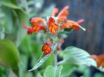 Menthe de l’Himalaya, Colquhounia coccinea Menthe de l’Himalaya, Colquhounia coccinea