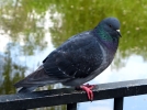 Les animaux nuisibles