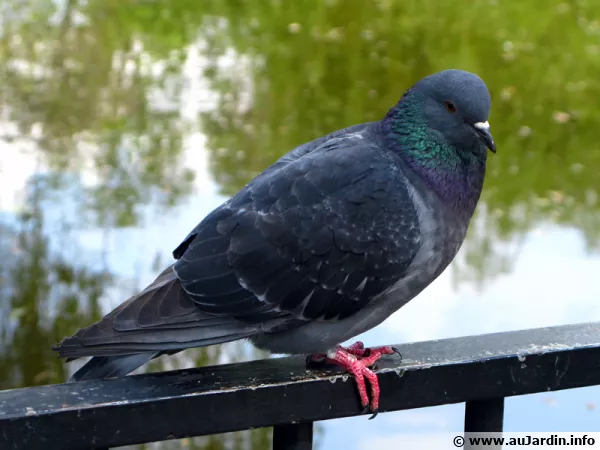 Un pigeon
