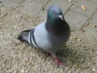 Pigeon biset, Columba livia