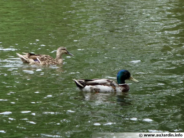 Un couple de colvert en balade sur un plan d'eau