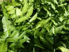 Fougre Bambou, Coniogramme du Mont Emei, Coniogramme emeiensis