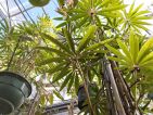 Begonia luxurians au Conservatoire de Rochefort