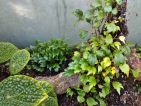 Terrarium avec Begonia prismatocarpa var prismatocarpa-Begonia potamophila-Begonia microsperma