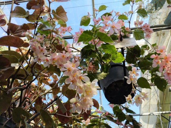 Des bégonias en fleurs toute l'année au Conservatoire de Rochefort