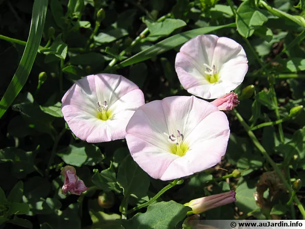 Jolies fleurs du liseron