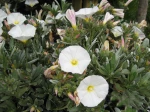 Convolvulus cneorum, Liseron de Turquie