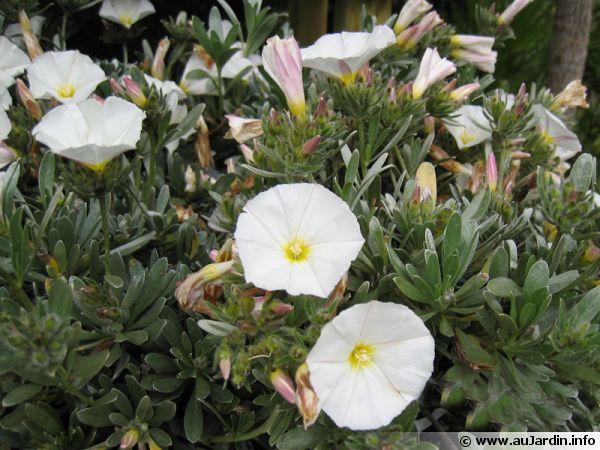Liseron de Turquie, Convolvulus cneorum : planter, cultiver, multiplier