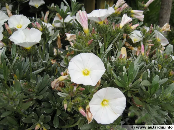 Convolvulus cneorum, Liseron de Turquie
