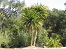 Cordyline australe, Cordyline australis
