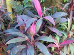 Epinard hawa�en, Ti-plant, Roseau des indes, Cordyline fructicosa