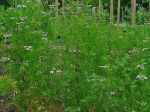 Coriandrum sativum, Coriandre