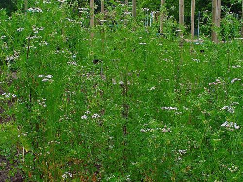 Coriandre : plantation, entretien - Côté Maison