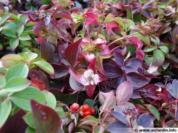Cornouiller du Canada, Quatre-temps, Cornus canadensis