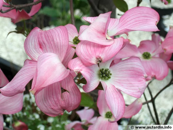 Le jardin de Rama45 - Page 13 Cornus-florida-fleur-600x450