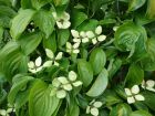 Cornouiller kousa, Cornouiller  fleurs, Arbre  fraises, Cornus kousa