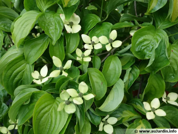 Cornus Kousa 'Gold Star'