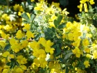 Coronille glauque, Coronilla valentina ssp glauca