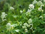 Corydale blanche, Corydale fleurs de lait, Corydalis ochroleuca