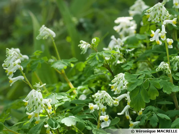 Corydale blanche, Corydale fleurs de lait, Corydalis ochroleuca
