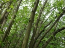 Noisetier (Noisette), Coudrier, Avelinier, Corylus avellana