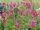 Cosmos bipenn, Cosmos annuel, Cosmos bipinnatus