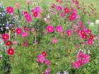 Cosmos bipenn, Cosmos annuel, Cosmos bipinnatus