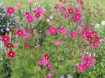 Cosmos bipenn�, Cosmos annuel, Cosmos bipinnatus