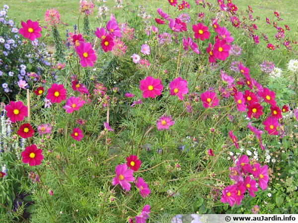Cosmos bipenné, Cosmos annuel, Cosmos bipinnatus
