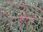 Cotonaster rampant, Cotoneaster horizontalis