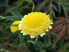 Cotule  lobes linaires, Cotula lineariloba