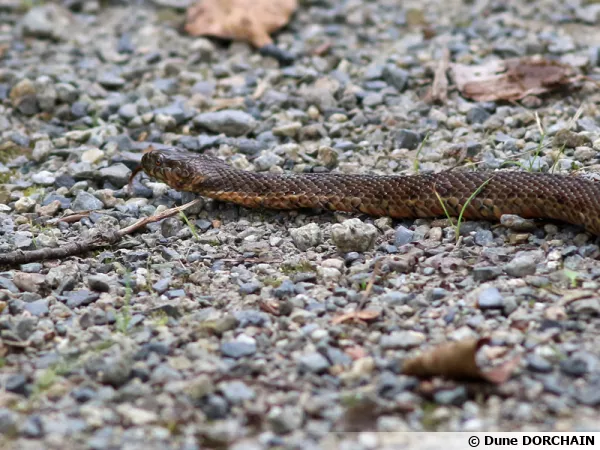 La couleuvre vipérine, un serpent de zones humides à protéger