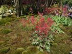Jardin japonais de Truffaut à Courson 2014, des heuchères et des primevères de Vial Jardin japonais de Truffaut à Courson 2014, des heuchères et des primevères de Vial